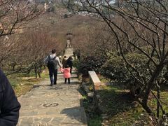 -香雪海