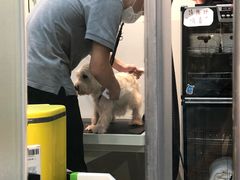 -PETKIT 小佩宠物·低压洗护·美容·寄养(安远店)