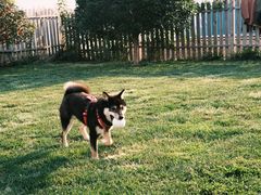 -趣玩宠物乐园寄养训犬训狗游泳池
