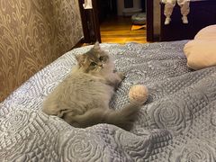-猫大福·Fortune Cat猫舍(百子湾店)