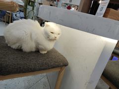 -喵园·猫主题咖啡厅·撸猫·猫咖(国贸店)