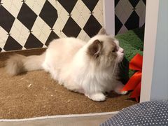 -大型宠物商超·宠海王国·宠物猫狗活体·用品·美容(新世界百货重庆店)