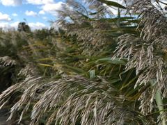-野鸭湖国家湿地公园