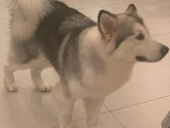 -安格丽娜·狗咖·猫咖羊驼咖(春熙路百盛商场店)