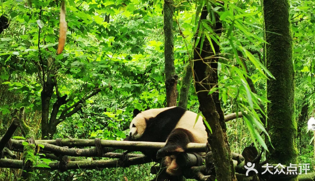 闯入熊猫🐼睡眠王国？[害羞]