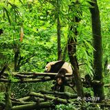 闯入熊猫🐼睡眠王国？[害羞]