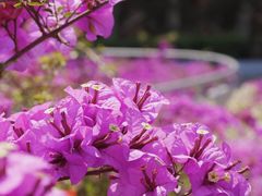 -莲花山公园