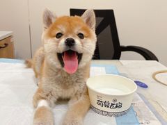 -萌兽医馆·犬猫专科·眼科中心·宠物医院(朝阳门分院)
