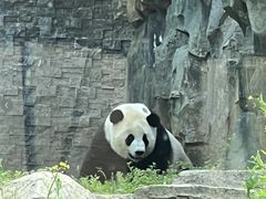 -武汉动物园