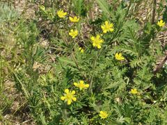 -呼伦贝尔大草原巴尔虎蒙古部落民俗旅游度假景区