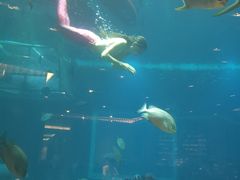 -海棠湾洲际-涛·海底餐厅·美人鱼·自助餐·海底隧道
