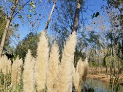 -合肥滨湖国家森林公园