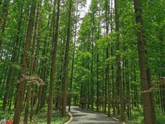 -东平国家森林公园