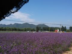 -北京东方普罗旺斯薰衣草庄园