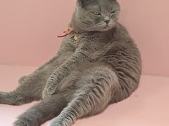 -毛绒耶耶撸宠馆·猫咖·狗咖·荷兰猪咖