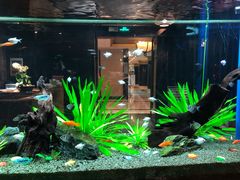 -松临·铁板烧&Omakase(神农店)