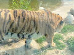 -北京野生动物园