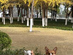 -西北湖绿化广场