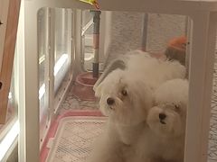 -momokira米努特·德文卷毛猫·棉花面纱犬