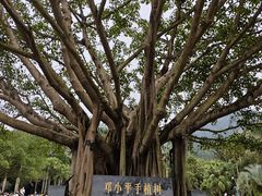 -深圳仙湖植物园
