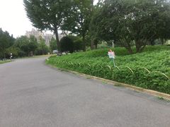 -大宁郁金香公园-停车场