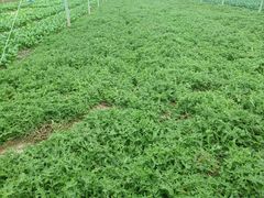 -上膳源有机农场