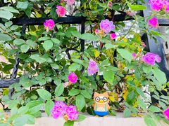 -青岛第三海水浴场