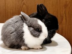 -大象厨房(重庆道店)