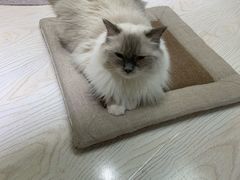 -猫和宫(六道口店)