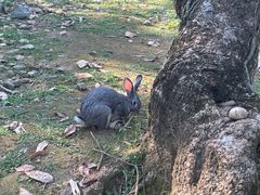 -云南勐巴娜西珍奇园