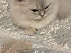 -宠福鑫康馨动物医院·骨科·眼科