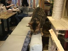 -小时光咖啡馆(开森度假森林店)