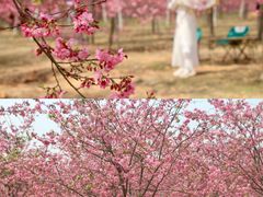 -天适樱花悠乐园