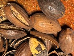 -方林富炒货店(西溪路78号本人店)