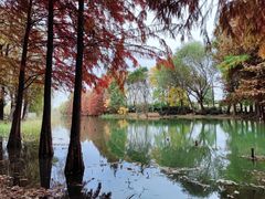 -贡湖湾湿地公园