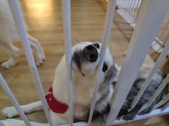 -Husky Go! 哈士奇体验馆·宠物咖啡厅狗咖