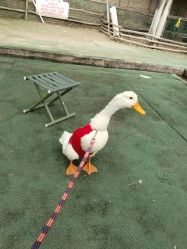 -上美四季动物农场