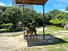 -深圳野生动物园