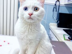 -纳吉亚猫专科动物医院·北北分院