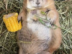 -有猫主题·治愈系猫咖(曾厝垵店)