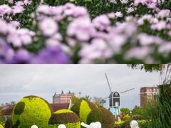 -荷兰花海