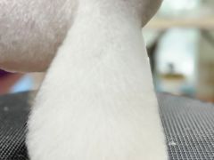 -鑫艺宠物美容培训学校