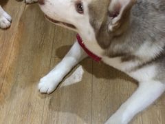 -Husky Go! 哈士奇体验馆·宠物咖啡厅狗咖