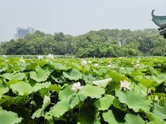 -桂湖森林公园