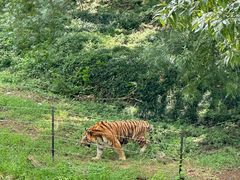 -合肥野生动物园