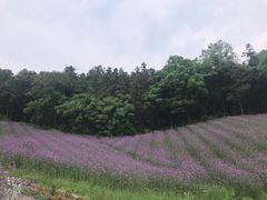 -大塘金香草谷