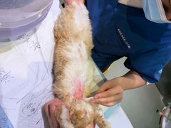 -雨林宠物医院 非犬猫异宠专科