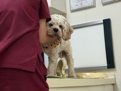 -宠颐生中康贝怡动物医院