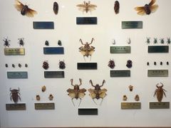 -上海昆虫博物馆