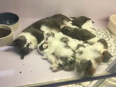 -喵的天空名猫咖啡馆·撸猫·猫舍·用品